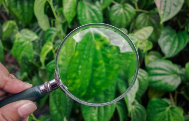 NABL-tested agricultural products and quality inspection