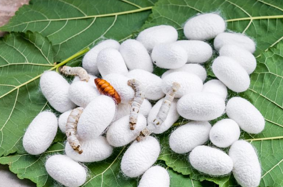 BioChar Udumalaipettai
