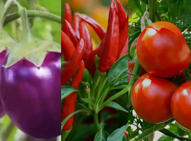 organic fertilizer for vegetables in Coimbatore
