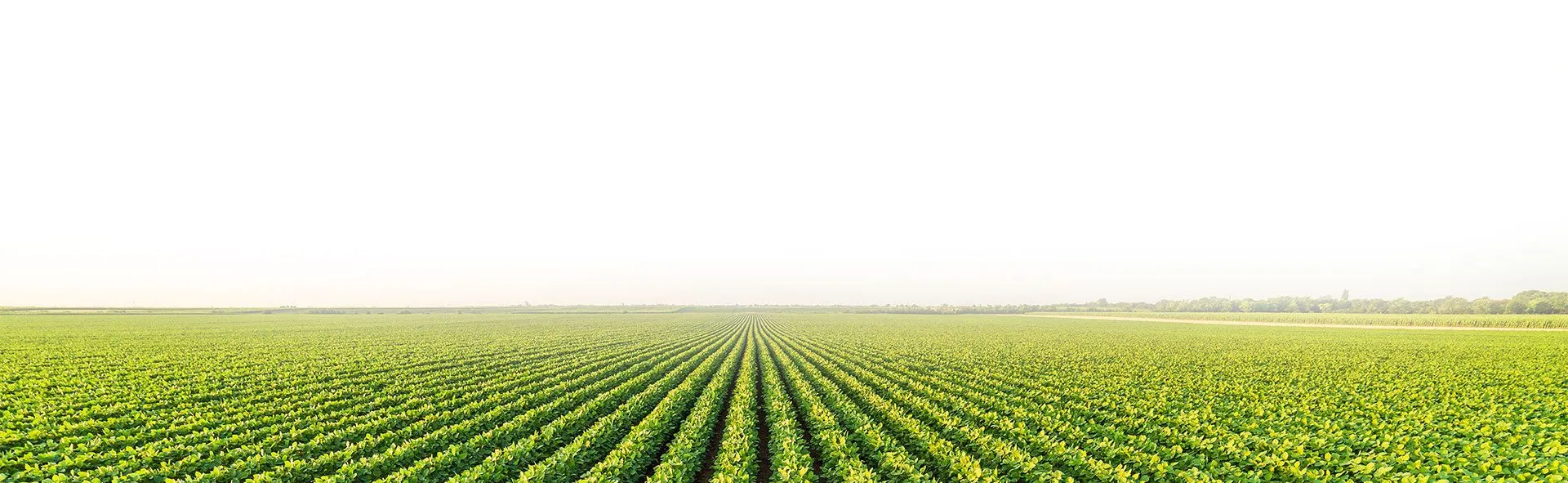 sustainable agriculture in Coimbatore